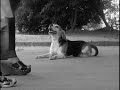 Pet Dog Resort comercial 1