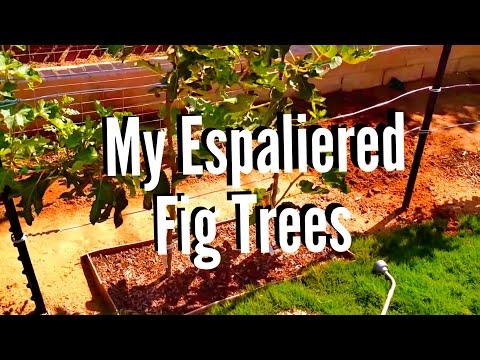 how to espalier a lemon tree