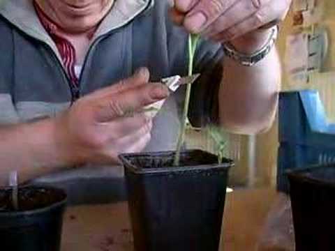 grafting tomatoes