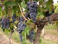 BC Wine Region -Okanagan Valley