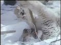 tigres de siberia 1/6