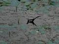 Pheasant tailed Jacana
