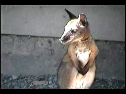 Cute video 