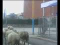 videos de frosinone, via monti dei lepini...domenica tipica del frusinate!! :-)