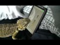 Análise:Lagarto jogando no celular?