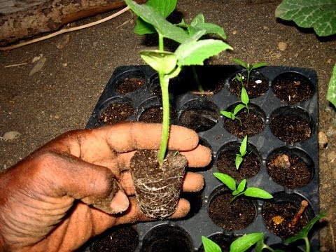 how to transplant a poinsettia to your garden