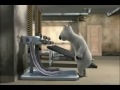 Gym Accident Investigation With Cartoon Bear