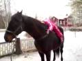 videos de Gamle Max tar hand om Rebecca!!