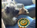 My Cairn Terriers My Cairn Terriers