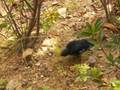 videos de Magpie robin eating grasshopper