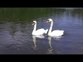 Glynmill Inn Pond - Corner Brook Newfoundland