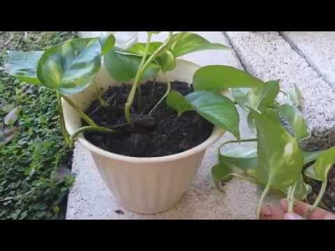 how to replant pothos