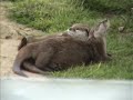 otters - they sure love each other