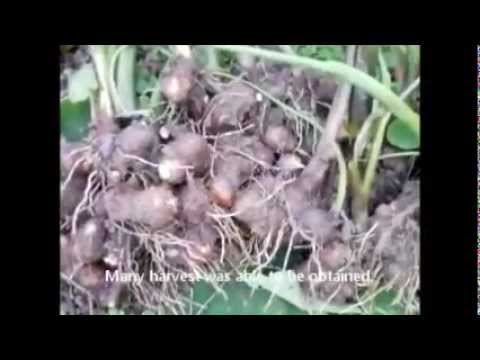 how to harvest taro