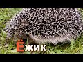 Азбука для детей. Учим буквы. - Буквы Е и Ё