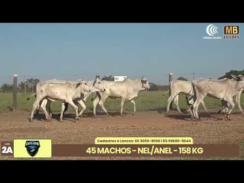 1� LEIL�O EXPOJUINA - 2026