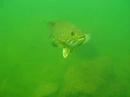 Bass Bass