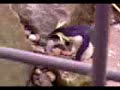Robbie the Penguin! Robbie the Penguin!