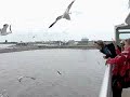 Feeding the gulls