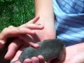 Rodent in Cloudcroft, New Mexico