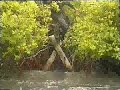 Troupes de Marine - French Marine Troops - Parcours Mangrove Troupes de Marine - French Marine Troops - Parcours Mangrove