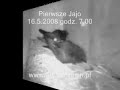 Pierwsze Jajo(!) Jerzyki On-Line from Szczecin