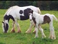 Gypsy Horses of Gold Rush Farms Gypsy Horses of Gold Rush Farms
