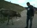 videos de kühe auf dem breitenberg bei pfronten