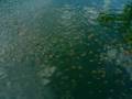 videos de kingfish