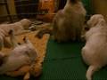 videos de Alter Idem, miot 