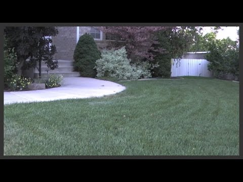 how to fertilize lawn with a spreader