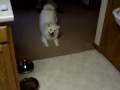 Pablo versus toy mouse