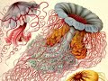 Ernst Haeckel (* 16. Februar 1834 in Potsdam; † 9. August 1919 in Jena) Deutscher Zoologe, Philosoph und Freidenker, der die Arbeiten von Charles Darwin in Deutschland bekannt machte. Haeckel war nicht nur ein hervorragender Forscher sondern auch ein begnadeter Zeichner, wie sämtliche aus seiner Hand stammenden Darstellungen und Bildtafeln auch heute noch durch ihre Naturtreue und Plastizität eindrucksvoll belegen. Textquelle: de.wikipedia.org Bildquelle: www.biolib.de