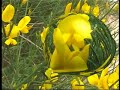 Spartium junceum - Ginestra comune