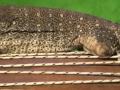 sos reptiel.mpg