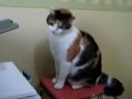 Catoprintaphie