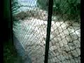 alluvione tignale pra d� la fam 06-07-2008 frana