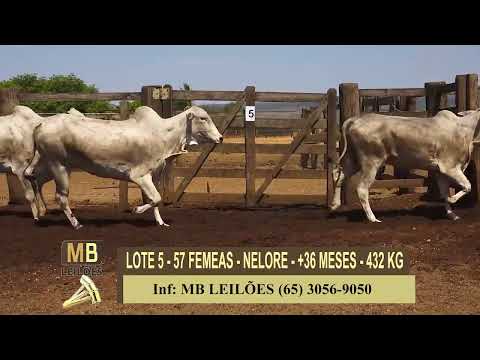 365� LEIL�O VIRTUAL MB LEIL�ES