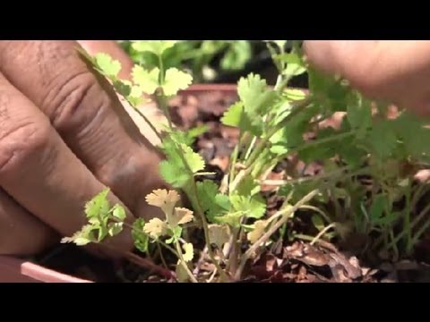 how to harvest coriander