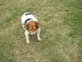 gioca a pallone proprio come un cane gioca a pallone proprio come un cane