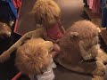 lion dance2.MPG lion dance2.MPG