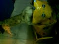 mi perro el votas rovandose las croketas de la tienda mi perro el votas rovandose las croketas de la tienda