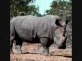 Rhino Digestion