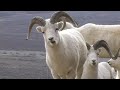Denali National Park Kantishna  wildlife bus tour  Sheep video