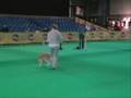 videos de Doggydance Kortrijk 2008 startersklas