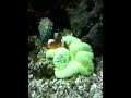 IMG_0126.MOV