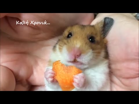 αστειο βιντεο