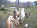 Goats and ducks on the run