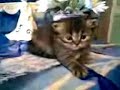 Persian Kitten, 4 weeks old