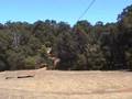 Flying-Fox-PG-HG-res